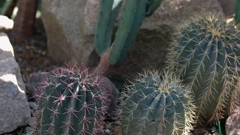 Several round and long cactuses growing among stones. Video stock 209753211