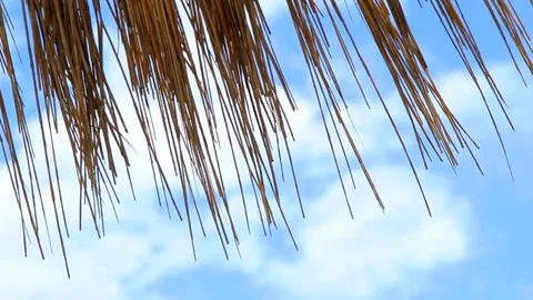 Several Rows Of Beach Umbrellas Straw Stock Footage 72559500