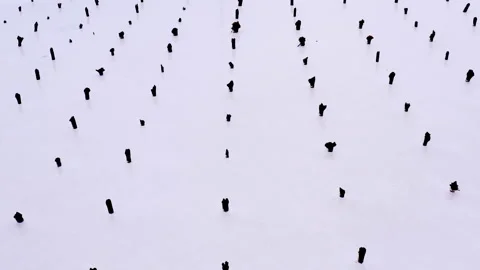 Several rows of wooden posts, stumps in salt lake Video stock 195716454