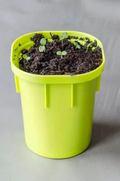 Several rows of young potted plants in a greenhouse Stock Photos