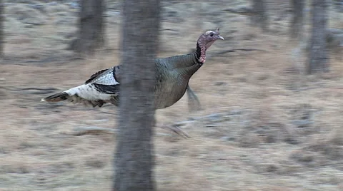 Several Running Bearded Gobblers w/Audio Stock Footage 49440480
