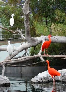 Several scarlet ibis on the branches of a tree Stock Photos