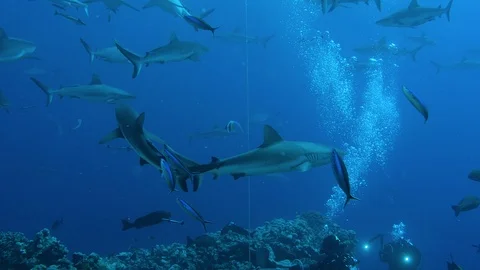Several scuba divers are seen below a large amount of sharks before a feeding. G Stock Footage 113216613