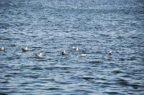 Several seagulls are floating on the waves. Stock Photos