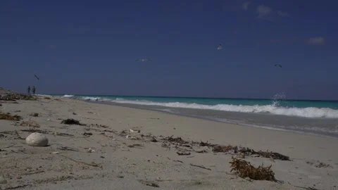 Several seagulls are by the seaside, some on the sand while others are flying Video stock 305236078
