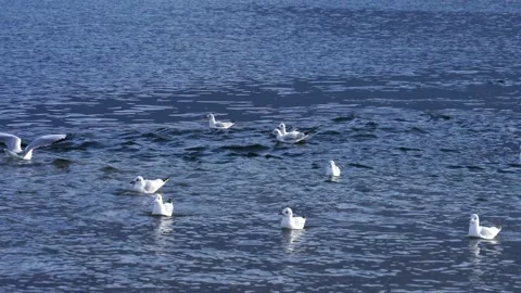 Several seagulls cavort by the influence of a stream on the lake. Stock Footage 220227432