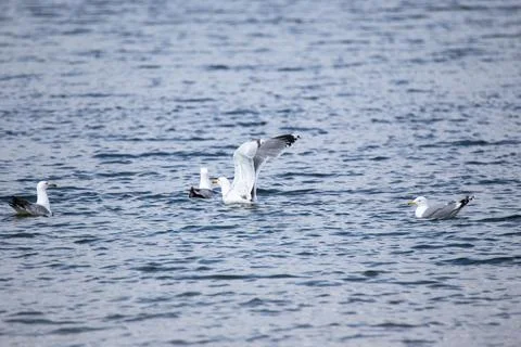 Several seagulls floating on the surface of the water. One seagull raised its Stock Photos
