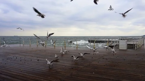 Several Seagulls Soar off the Concrete Pier. Slow Motion. Stock Footage 84501992