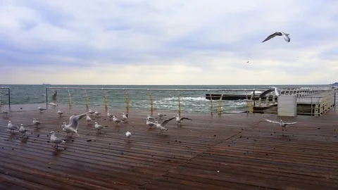 Several Seagulls Soar off the Concrete Pier. Slow Motion. Stock Footage 84505366