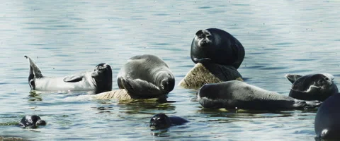 Several Seals. Some of them on the rocks. Stock Footage 168176980