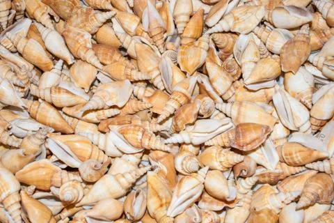 Several seashells on the beach Stock Photos
