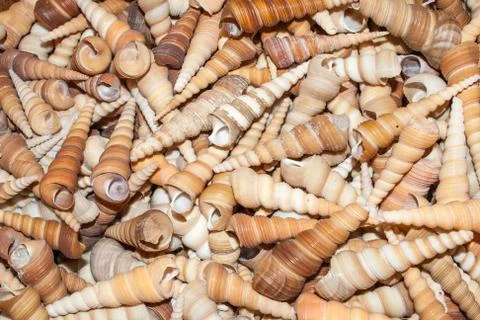 Several seashells on the beach Foto stock