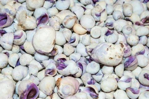 Several seashells on the beach Stock Photos