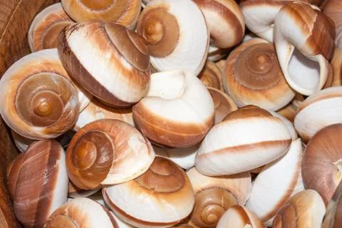 Several seashells on the beach Stock Photos