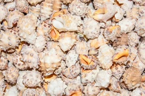 Several seashells on the beach Stock Photos