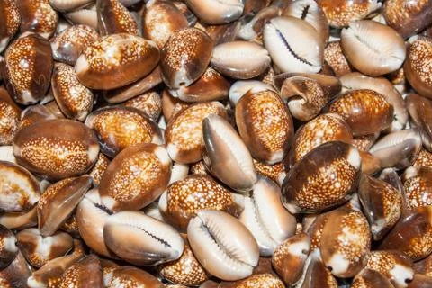 Several seashells on the beach Stock Photos