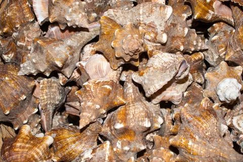 Several seashells on the beach Stock Photos