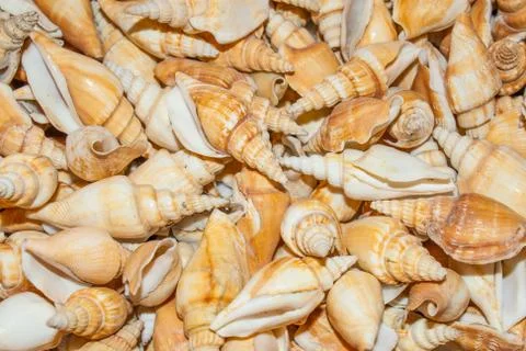 Several seashells on the beach Stock Photos