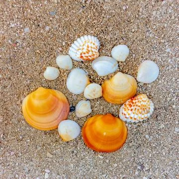 Several seashells of different shapes in the sand on the sea coast Stock Photos