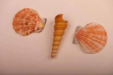 Several seashells on a white background, not isolated, close-up, selective fo Stock Photos