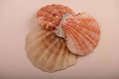 Several seashells on a white background, not isolated, close-up, selective fo 스톡 사진