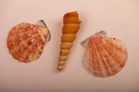 Several seashells on a white background, not isolated, close-up, selective fo Stock Photos