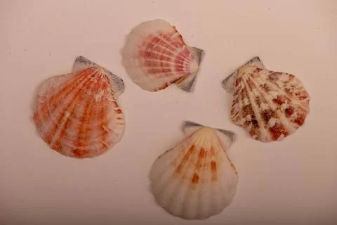 Several seashells on a white background, not isolated, close-up, selective fo Stock Photos