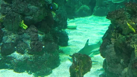 Several sharks swim in the background of reefs Stock Footage 263330661