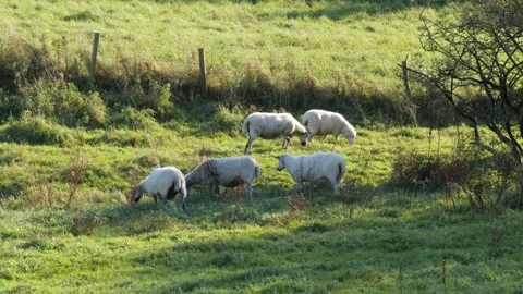 Several Sheep grazing slo motion Stock Footage 325309300