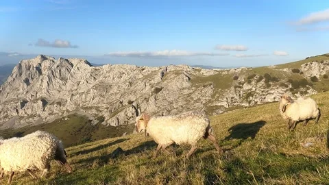Several sheep running down the mountain in the late afternoon Stock Footage 140825231