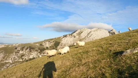 Several sheep running down the mountain in the late afternoon Stock Footage 140825262
