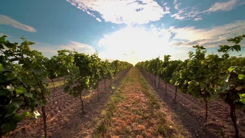 Several shots of the vineyard at sunset Stock Footage 77503198