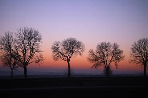 Several silhouettes of trees without leaves against a beautiful background .. Stock Photos