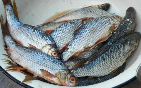 Several silver raw fish catch close up Stock Photos