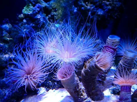 Several single coral polyp Stock Photos