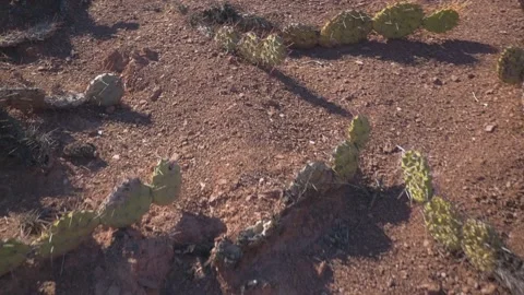 Several small cactus on a dry and clayey soil, around Salta, Argentina Stock Footage 237281656