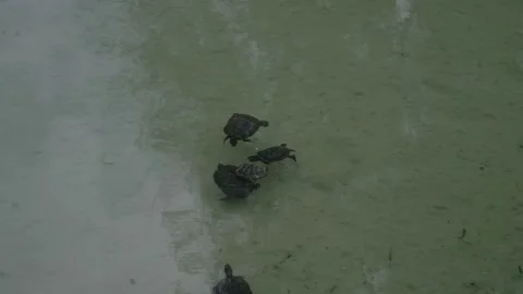 Several small dark with spots turtles swim in the water in a pond Stock Footage 202119984