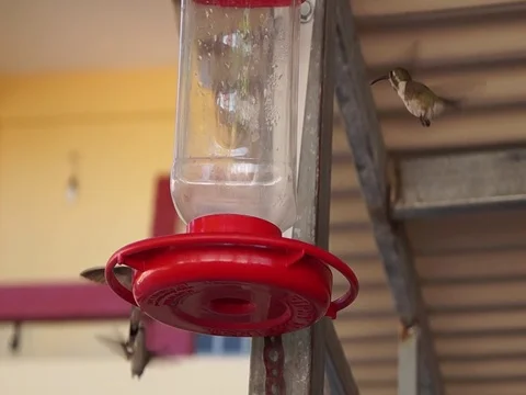 Several small hummingbirds drink nectar from a drinking bowl. Stock Footage 124790698