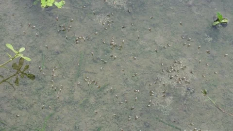 Several small insects 库存影片 333916512
