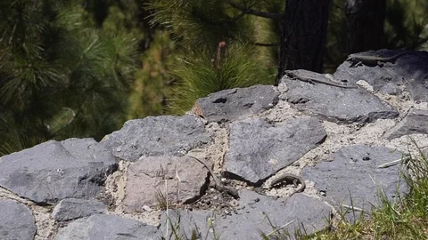 Several small lizards in the wild bask in the sun on the rocks and eat grass Stock Footage 116706904