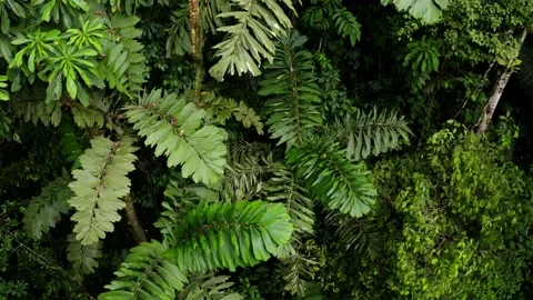 Several small palm trees with typical large palm leaves in a tropical forest Stock Footage 165840224