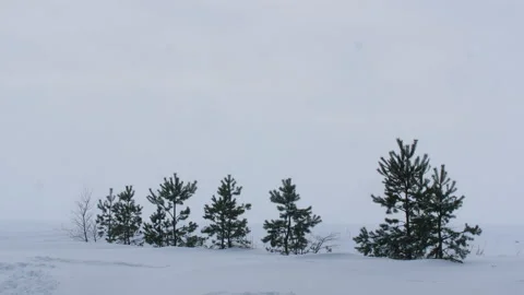 Several small pine trees are planted in the snow 스톡 동영상 171311664