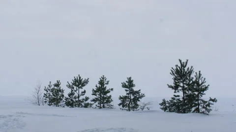 Several small pine trees are planted in the snow 스톡 동영상 171311818