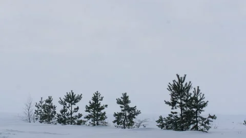 Several small pine trees are planted in the snow Vidéo 171311909