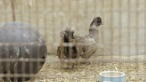 Several small silk chickens indoor in a cage Video stock 132724320