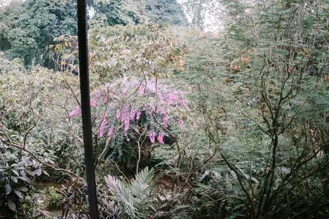 Several small trees growing up to 2 meters tall Stock Photos