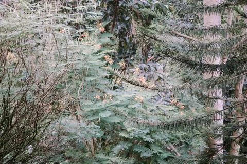 Several small trees growing up to 2 meters tall Foto stock