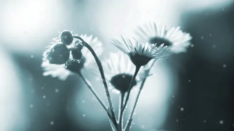 Several small white flowers stem blurred bokeh background fluffy circles flying Stock Footage 295896127