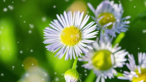 Several small white flowers stem blurred bokeh background fluffy circles flying Stock Footage 295896490