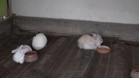 Several small white rabbits resting and eating from a bowl on a mat in the Vidéo 158262243